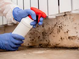 Best Black Mold Removal in Allendale, SC